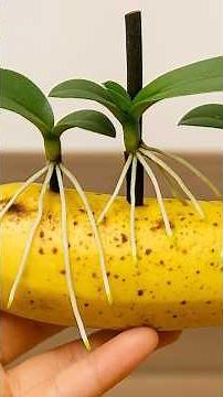 Propagating Orchids on Tree Stems – Blooming Continuously All Year Round! #orchids #plants