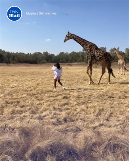 38K views · 291 reactions | Definitely do not try and high five a giraffe  | Daily Mail Video | Facebook