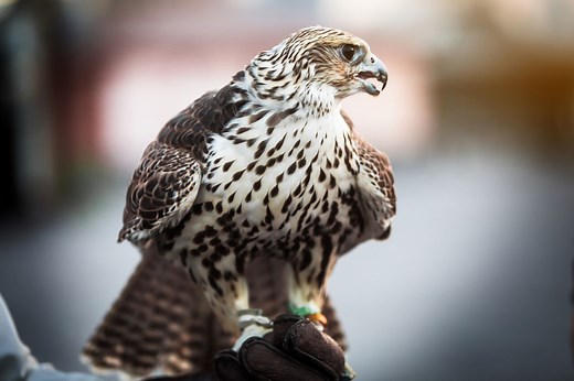 Falcon - the national bird of Qatar