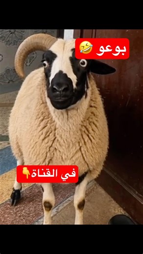 فاش اشترينا كبش العيد ‼️ #sosofamily #عزوز #ضحك #كبش_العيد