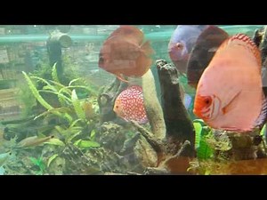 Neugierige STENDKER-Diskusfische