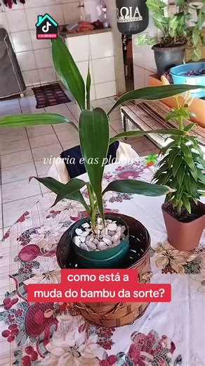 Cultivo de Bambu da Sorte: A Evolução da Muda ao Longo dos Meses