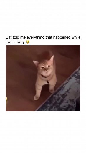 Understanding Orange Cat Behavior: Funny Moments