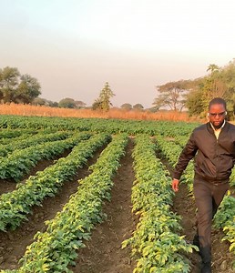 A throwback to our Irish potato production video. With water easily available, Irish potato farming is something farmers should try. Although it has a few challenges, when managed well, it can produce great results. #agriculture #farming #irishpotatoes | Agronomist H Kanyimbo