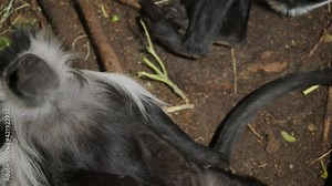 This video shows a group of long haired monkeys (Angolan Colobus Monkeys) laying on a forest floor, relaxing and basking in the sun.