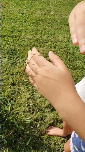 Correct handling of stick insects - #phasmid pets - #childreninnature