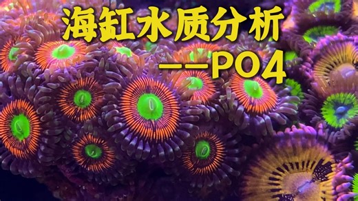 海缸水质问题分析——PO4