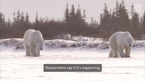 Scientists Explain Alarming Polar Bear Population Decline