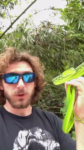 Cranky vine snake!