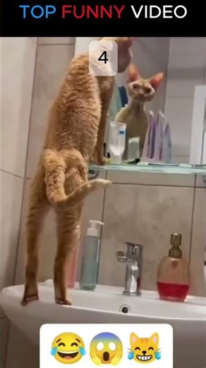 TOP FUNNY VIDEO