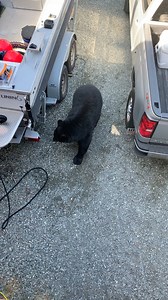 This hefty black bear stopped by to check out what I had smoking on the Traeger. Not today, buddy! 🐻 #alaska #reels #alaskalife #bears | Michael D. Larson