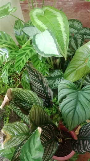 My Cuties💕💕 #gardening #homegarden