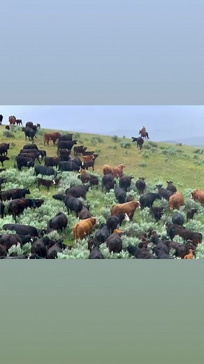 ☀️ BLACK BALDY ADVANTAGE ☀️ Take advantage of hybrid vigor by capitalizing on Hereford genetics. It has been documented that Hereford genetics maximize the value of a cow herd by leveraging fertility, feed efficiency, profitability and docility to the producer’s advantage. | Harrell Ranch Hereford and Angus