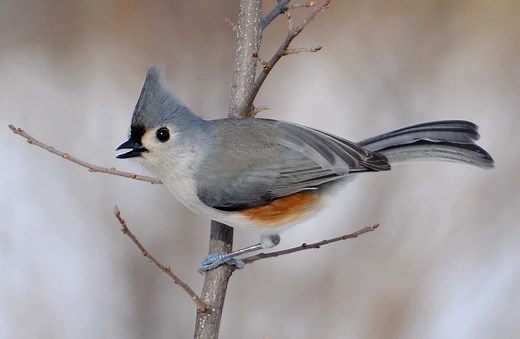 Tufted Titmouse