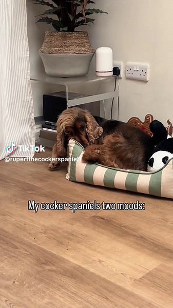 Cocker Spaniel's Hilarious Antics