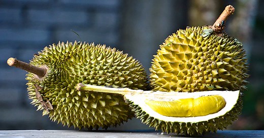 Musang King Durian Investment