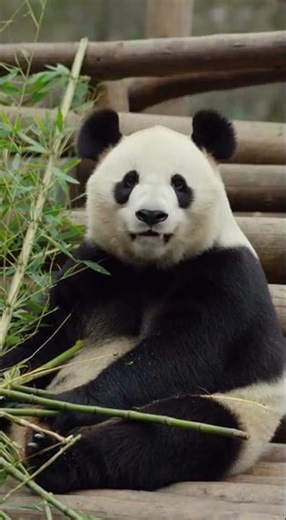 Chi Chi the GIANT Panda (1970s) Legacy