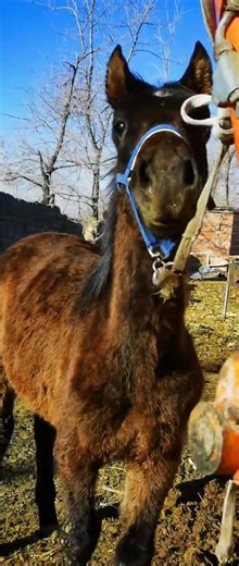 How horse breeding and training work Daily Work