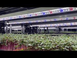 How Urban Roots Farms grows healthy greens with less water and less land