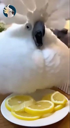 Cockatoo vs Lemon 🍋💥 Jackson’s Sour Shock 😂🕊️