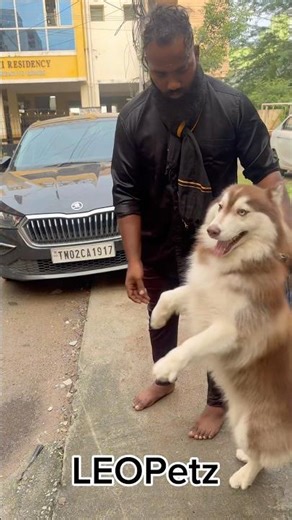 Siberian Husky 1 Year Old | Red Coat | Odd Eyes | Stud Male Available 🐺🔥 #siberianhusky #husky