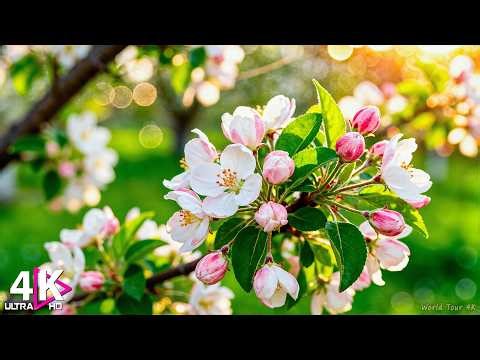 Spring Flowers 4K - Tulip Fields, Cherry Blossoms & Golden Morning Air | Relaxing Music