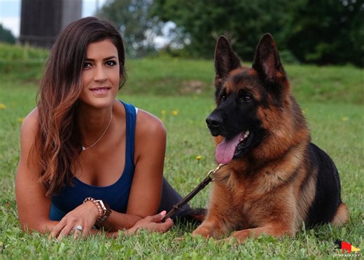 Haus Amberg Shepherds: Setting the Standard in German Shepherd Excellence