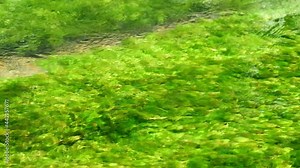 清流に揺れる水草・バイカモ