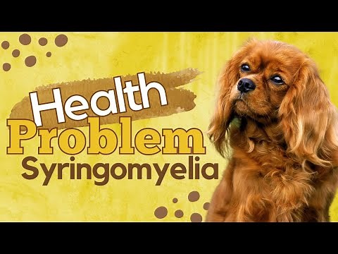 Syringomyelia Health Problem by Cavalier King Charles Spaniel