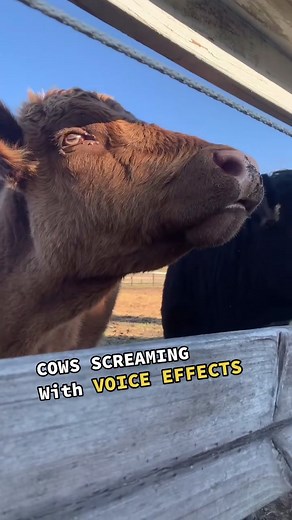 Cows Screaming with Voice Effects