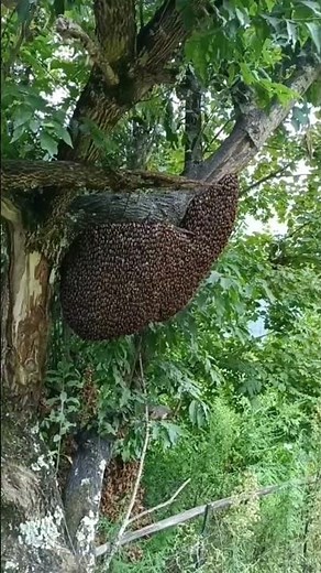 “Deadly Swarm: 🐝😍The Power of the Africanized Bee 🐝”