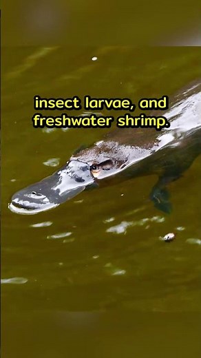 Why Platypuses Are SO Unique! 🦆✨ Fun Facts for Kids | Animal Flow Factory