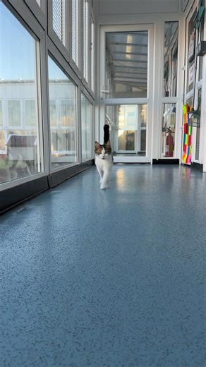 After being a gymslip mum, gorgeous Morticia now wants to live her life as a single lady…no other pets please, just humans who will give her lots of fuss and attention! 😻 #singlelady https://www.rspca-worcester.org/morticia | RSPCA Worcester and Mid - Worcestershire Branch