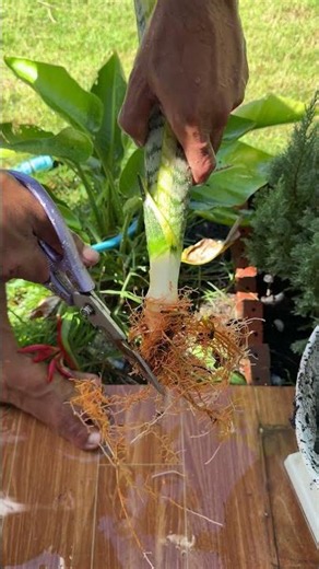 Part02 | Propagate of Snake Plant🪴