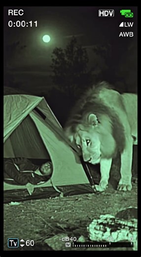 Lion Sniffs Sleeping Camper at Night | Real Terrifying Night-Vision Footage
