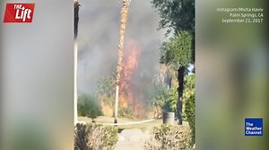 Palm Trees Mysteriously Catch Fire
