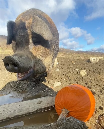 Cricket Creek Farm on Reels