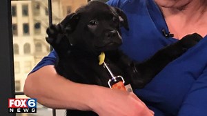 30K views · 455 reactions | Meet Joy, a 2-month-old puppy available for adoption at the Wisconsin Humane Society's Ozaukee Campus. Angelica Duria has the details. | FOX6 News Milwaukee | Facebook