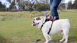 Remote Controlling A Dog