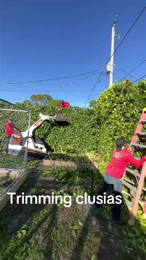 Effective Techniques for Trimming Clusias