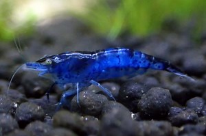 Blue Diamond Rili Shrimp - Neocaridina davidi Var Shrimp Profile & Care Guide