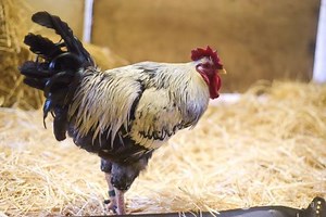 14K views · 575 reactions | Mr. Sanchez rooster, seen here giving a...