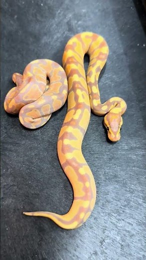 Enchi , Banana , Banana Enchi! Which is your favorite? #reptiles #snake #ballpython