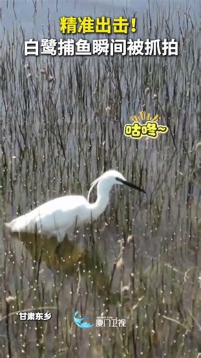 【大陸】精准出擊！白鷺捕魚瞬間被抓拍