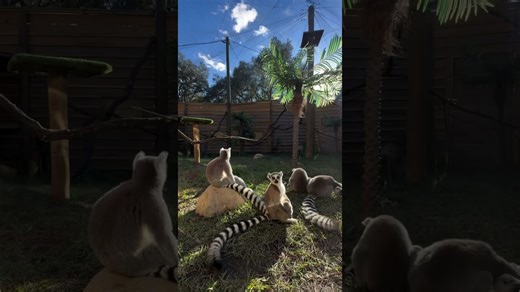 Spotlight on lemur conservation and thriving family groups