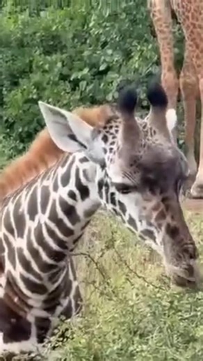 Girraffes feeding in the wild