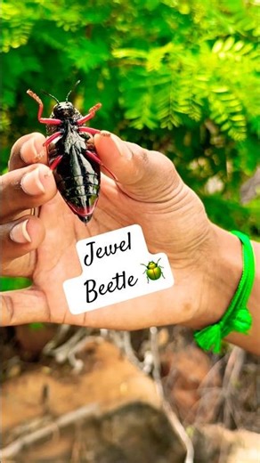 Jewel Beetle 🪲