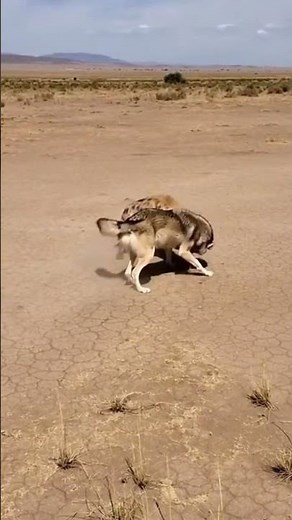 Wolf vs Hyena Fight: Brutal Collision Caught on Camera!