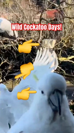 WILD Cockatoo Sounds & Total Chaos? 🫣🦜 #cockatoo #sounds #birds #tricks
