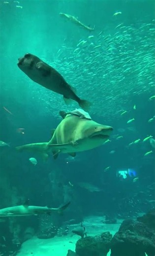 ずっと二人で シロワニ編 第3弾inマリンワールド海の中道